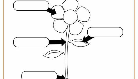parts of the plants worksheet