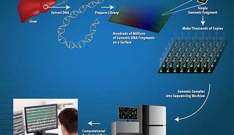 dna sequencing worksheet