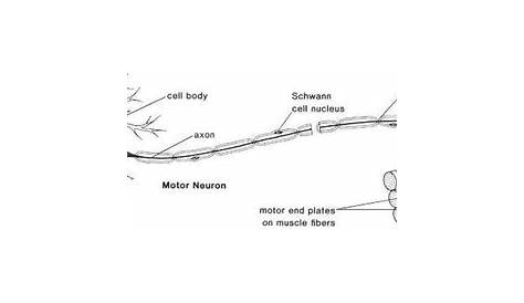 motor neuron to circuit diagram