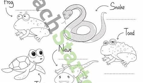 Classifying Reptiles and Amphibians Worksheet | Amphibians, Reptiles
