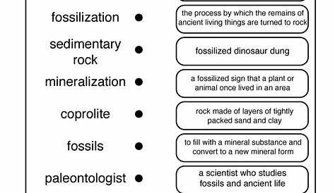 fossil activities for 3rd grade