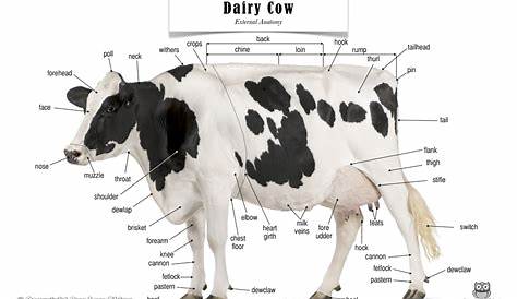 Livestock Industry Worksheet - Livestock Cattle