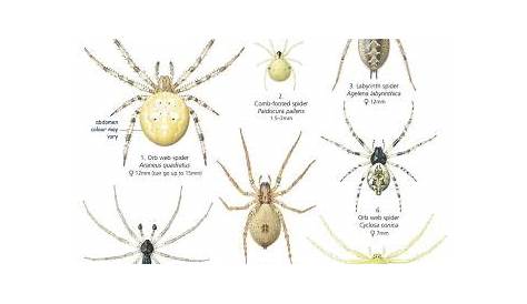 House and Garden Spiders