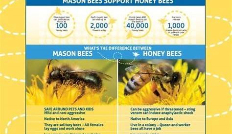 Teach Kids About Mason Bees & How They Make Our Food - Rent Mason Bees
