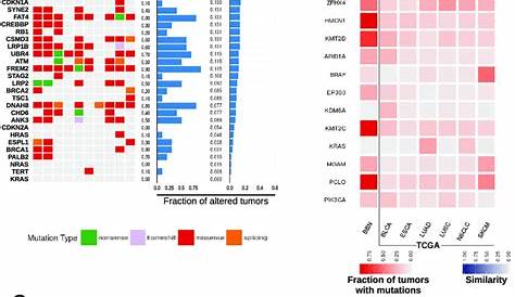 Bladder cancer gene mutations across BBN and human tumors. a Tile chart