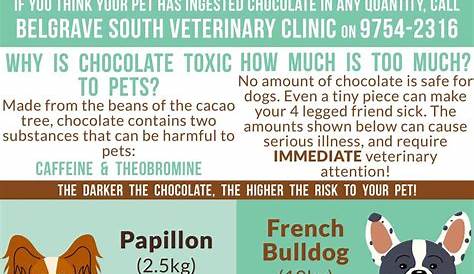 Chocolate Toxicity Infographic | Veterinary clinic, Vet tech student