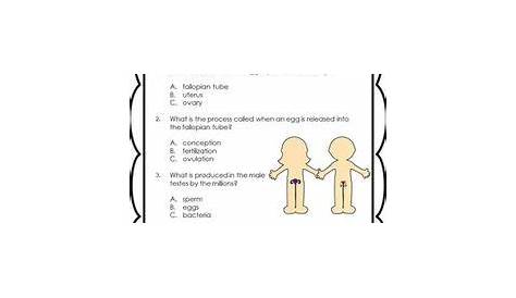 reproductive system worksheets answers