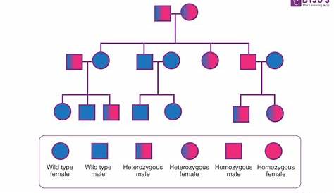 Pedigree Analysis - Genetic History of Family and its Disorders