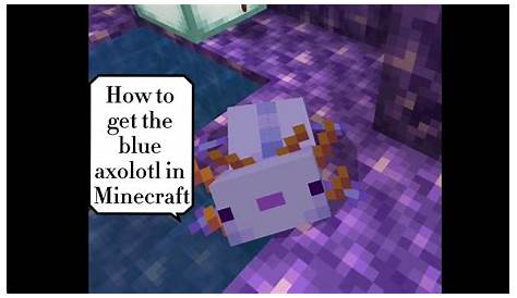 How to get the rare axolotl in minecraft