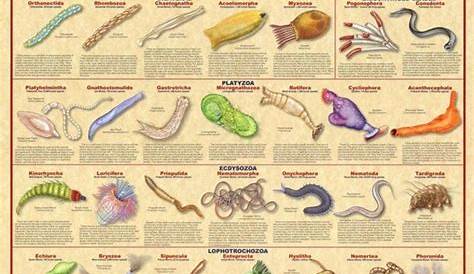 Amazon.com: Animal Kingdom II Poster 24x36 with New Classifications