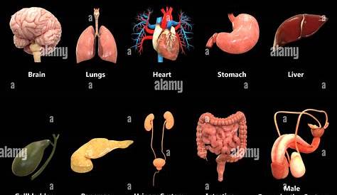 male body organs diagram