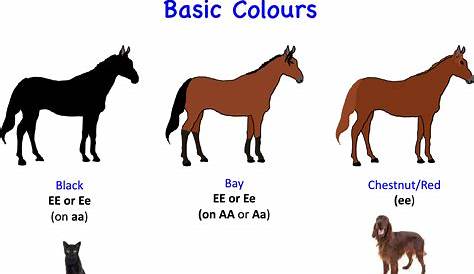 Horse Genetics 2.0: Colours | Laboratoire de génétique vétérinaire
