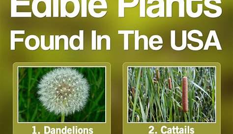 11 Best Wild Edible Plants Found In The USA Off Grid, Survival Food