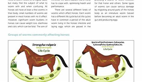 horse worm identification chart