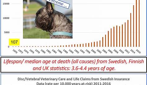 french bulldog bloodline chart