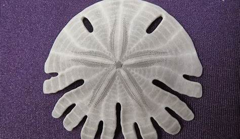 How To Find Sand Dollars In The Ocean - UNUGTP News