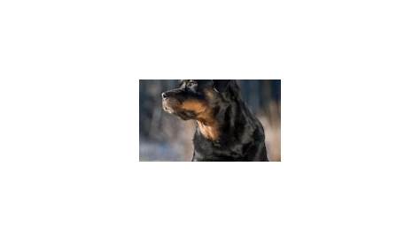 Rottweiler Growth Chart & Puppy Weight Calculator - SpiritDog Training