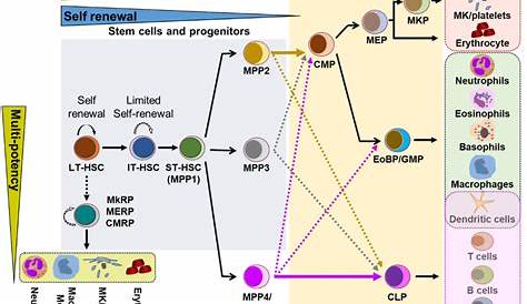 hematopoietic stem cell diagram