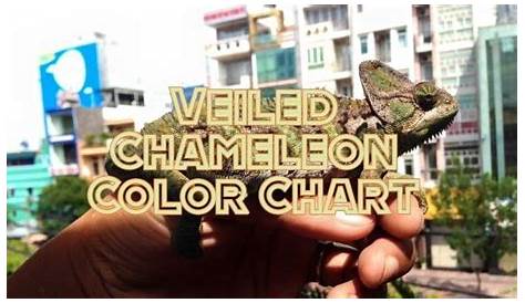 Veiled Chameleon Colors: Mood Color Chart And Meanings