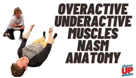 NASM overactive underactive muscles ANATOMY | Become a NASM CPT w/in 30