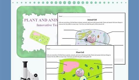 Animal And Plant Cells Worksheet Pdf