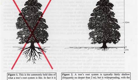 How Do Tree Roots Grow? | Research | Nate's Nursery