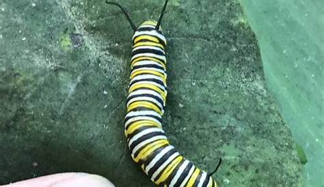 Identifying Two Common Garden Caterpillars | New Jersey Audubon
