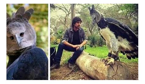 The Harpy Eagle Is A So Big Bird And Some People Think It’s A Person In