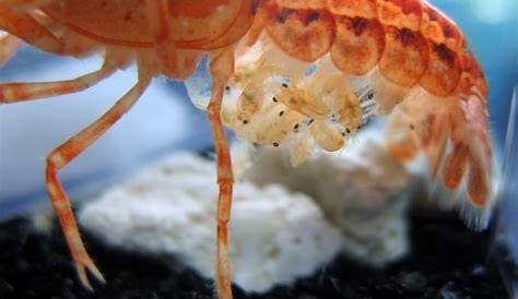 Mexican dwarf orange crayfish is giving birth @ Shrimp Tank