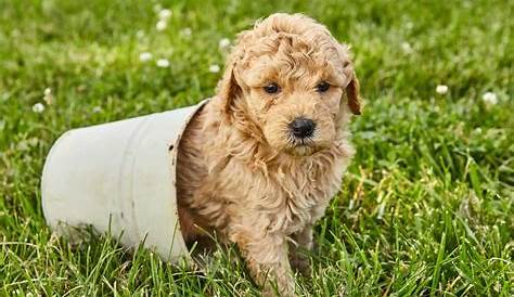 How Much to Feed a Goldendoodle Puppy? - Doodle Furbabies