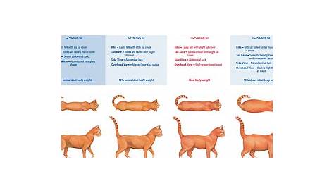 weight chart for cats