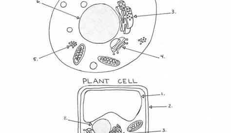 Animal Cell Diagram Coloring Pages