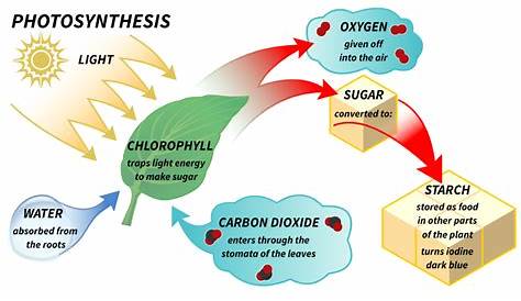 schematic diagram of photosynthesis