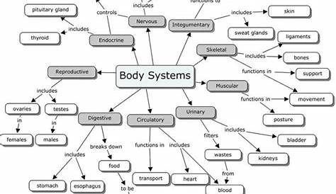 Human Body Systems Worksheets Pdf | Try this sheet
