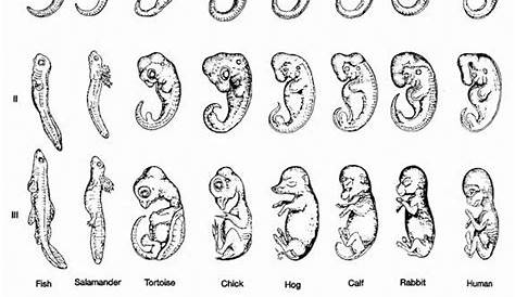 Embryology Worksheet Answers