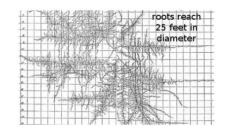 native plant root depth chart