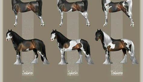 Pin by real talk on horse color chart | Horse coat colors, Horse