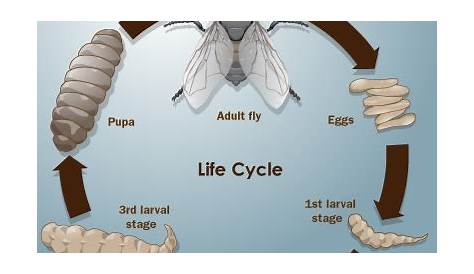 what do the blowfly larvae cycle
