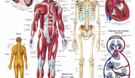 The Human Body Chart - Clinical Charts and Supplies