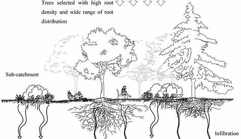 root depth of trees