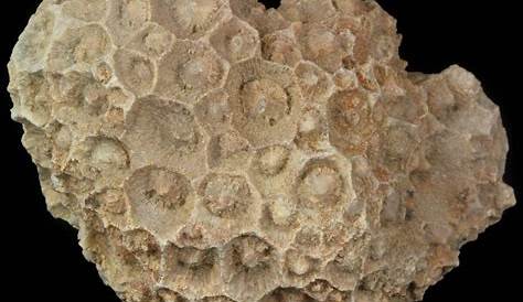 3.5" Fossil Coral (Lithostrotionella) Head - Iowa For Sale (#45061