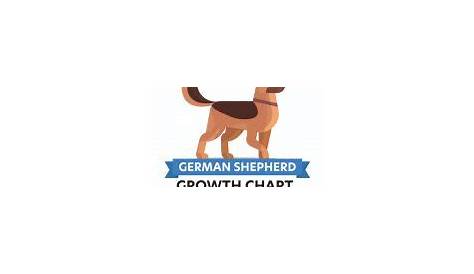 male german shepherd growth chart