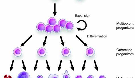 hematopoietic stem cells make