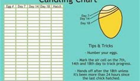 Bad eggs and good eggs. Candling guide. | Chickens, ducks, coops, eggs