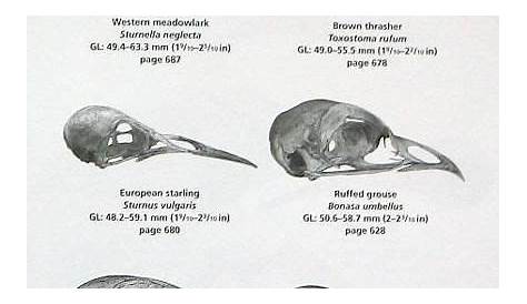 Animal Skulls - A Guide to North American Species Book ( ) | WBK-035 | Animal skulls, Animals