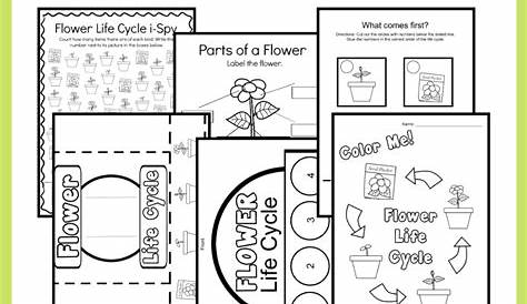 life cycle of a flower printable
