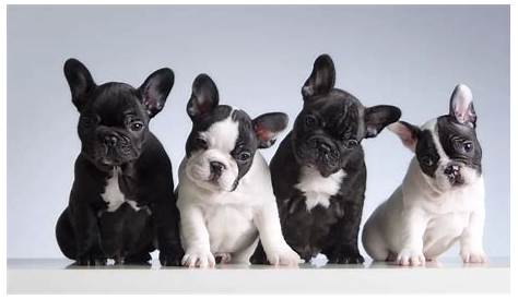 how long are french bulldogs in heat