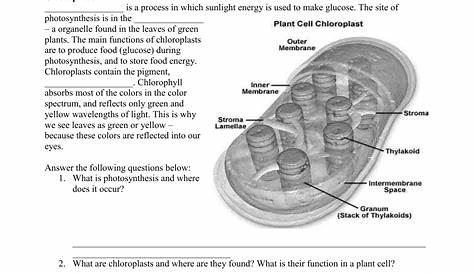 photosynthesis worksheets 7th grade