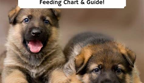 german shepherd puppies feeding chart