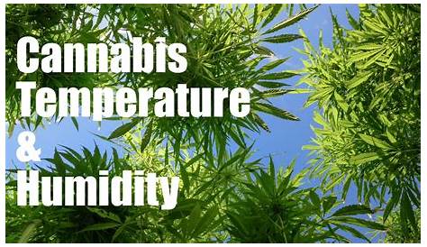 Cannabis Temperature & Humidity - YouTube